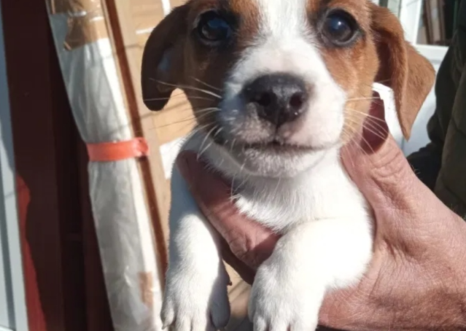 Orijinal Jack russel bebekler